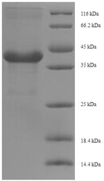 Greater than 90% as determined by SDS-PAGE.