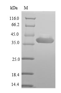 Greater than 90% as determined by SDS-PAGE.