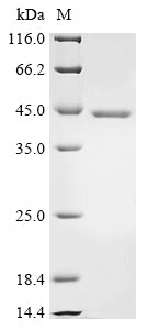 Greater than 85% as determined by SDS-PAGE.