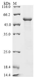 Greater than 90% as determined by SDS-PAGE.