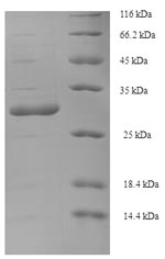 Greater than 90% as determined by SDS-PAGE.