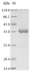 Greater than 85% as determined by SDS-PAGE.