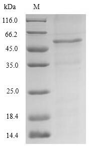 Greater than 90% as determined by SDS-PAGE.