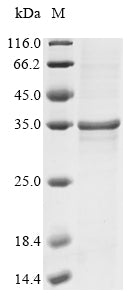 Greater than 85% as determined by SDS-PAGE.