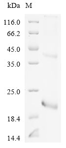 Greater than 90% as determined by SDS-PAGE.