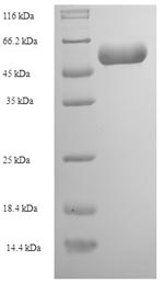 Greater than 90% as determined by SDS-PAGE.