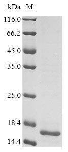 Greater than 85% as determined by SDS-PAGE.