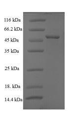 Greater than 90% as determined by SDS-PAGE.