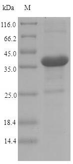 Greater than 90% as determined by SDS-PAGE.