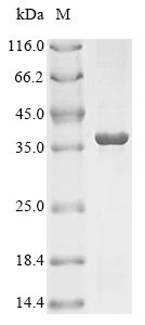 Greater than 85% as determined by SDS-PAGE.