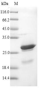 Greater than 90% as determined by SDS-PAGE.