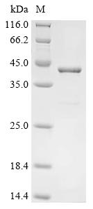 Greater than 85% as determined by SDS-PAGE.