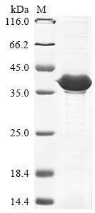 Greater than 85% as determined by SDS-PAGE.