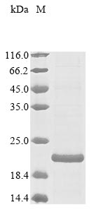 Greater than 85% as determined by SDS-PAGE.