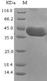 Greater than 90% as determined by SDS-PAGE.