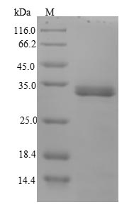 Greater than 90% as determined by SDS-PAGE.