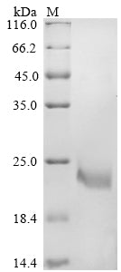 Greater than 90% as determined by SDS-PAGE.