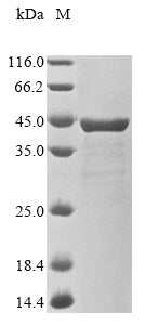 Greater than 85% as determined by SDS-PAGE.