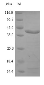 Greater than 90% as determined by SDS-PAGE.