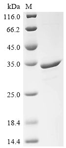 Greater than 90% as determined by SDS-PAGE.