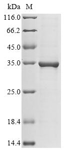 Greater than 85% as determined by SDS-PAGE.