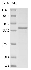 Greater than 85% as determined by SDS-PAGE.