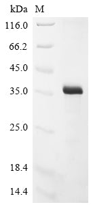 Greater than 85% as determined by SDS-PAGE.