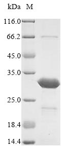 Greater than 85% as determined by SDS-PAGE.