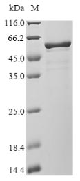 Greater than 90% as determined by SDS-PAGE.