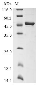 Greater than 90% as determined by SDS-PAGE.