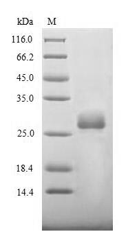 Greater than 85% as determined by SDS-PAGE.