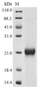 Greater than 85% as determined by SDS-PAGE.