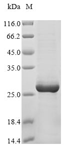 Greater than 90% as determined by SDS-PAGE.