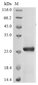 Greater than 85% as determined by SDS-PAGE.