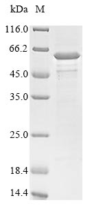 Greater than 85% as determined by SDS-PAGE.