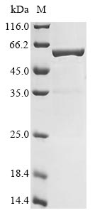 Greater than 85% as determined by SDS-PAGE.