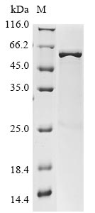 Greater than 85% as determined by SDS-PAGE.