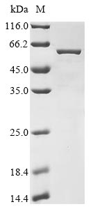 Greater than 85% as determined by SDS-PAGE.