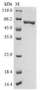 Greater than 85% as determined by SDS-PAGE.