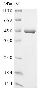 Greater than 90% as determined by SDS-PAGE.