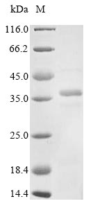 Greater than 85% as determined by SDS-PAGE.