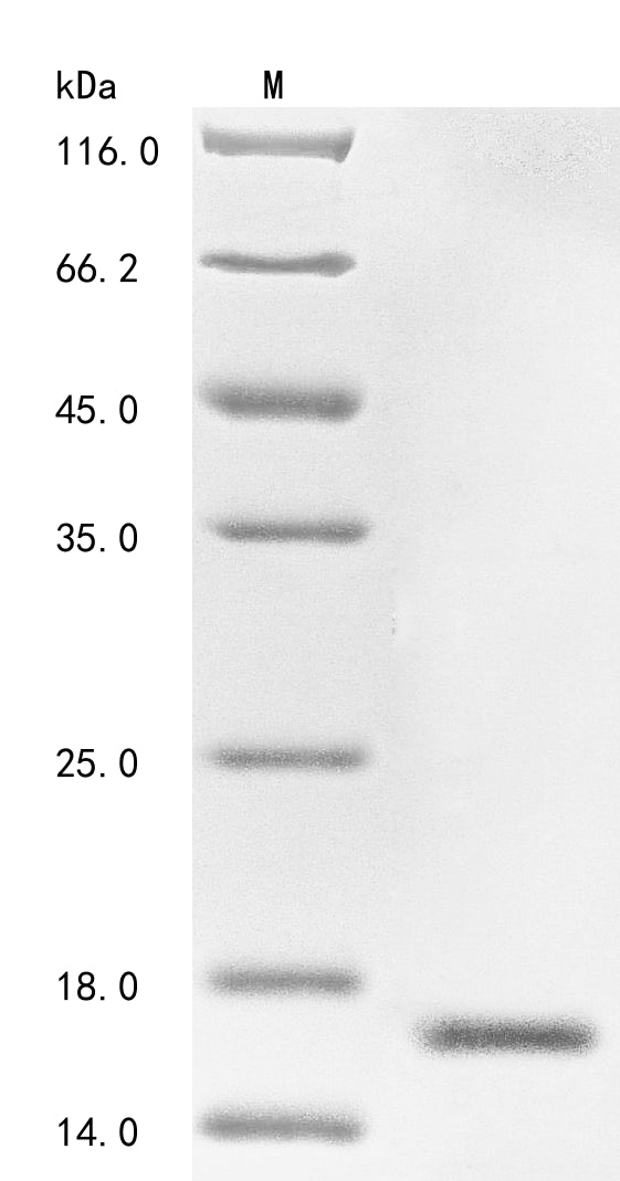 Greater than 85% as determined by SDS-PAGE.