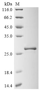 Greater than 90% as determined by SDS-PAGE.