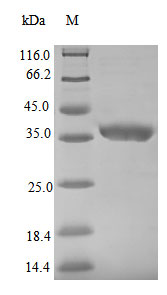 Greater than 90% as determined by SDS-PAGE.