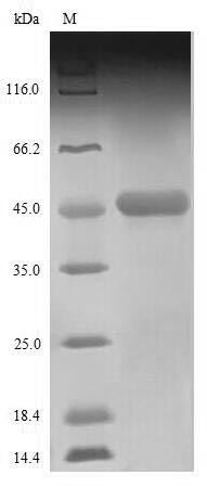 Greater than 85% as determined by SDS-PAGE.