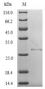 Greater than 90% as determined by SDS-PAGE.