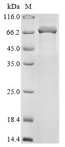 Greater than 85% as determined by SDS-PAGE.