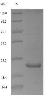 Greater than 90% as determined by SDS-PAGE.