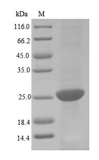 Greater than 90% as determined by SDS-PAGE.