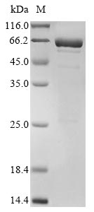 Greater than 85% as determined by SDS-PAGE.